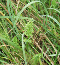 TubularWaterDropwort
