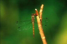 common darter