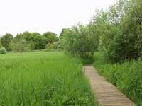 Reeds in Summer