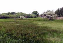 SSSI in late Spring